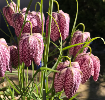 Fritillaria meleagris 